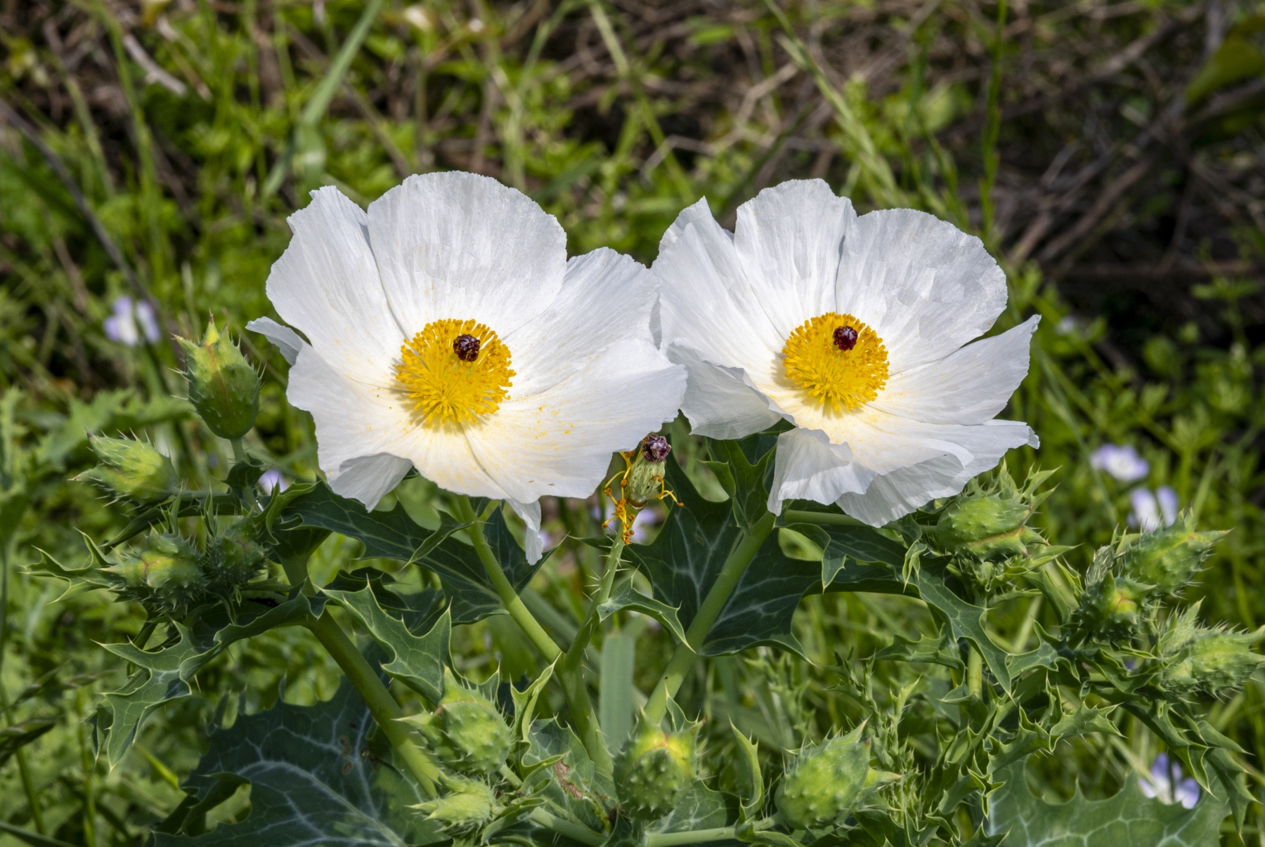 /gallery/north_america/USA/Texas/austin/Thistle Poppy 2024-001_med.jpg